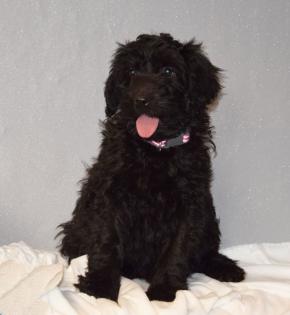 Zauberhafte Blackdoodle ( Goldendoodle) Welpen abzugeben