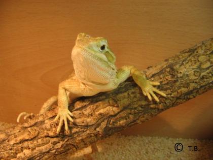 Zwergbartagamen ( Jungtiere ) Pogona Henrylawsoni - Berlin !