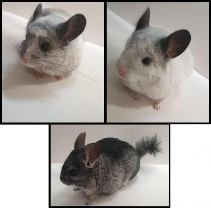 3 Männliche Junge Chinchillas