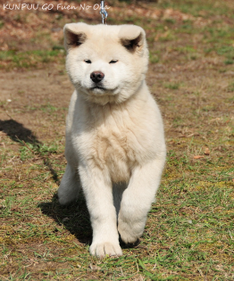 AKITA INU - Japan akita WELPEN