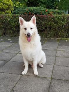 Deckrüde Weißer Schweizer Schäferhund - Langstockhaar - Berger Blanc Suisse