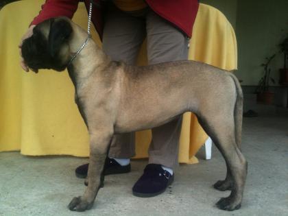 Reinrassige Bullmastiff Welpen von Championeltern 