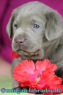 Labrador Retriever premium Welpen, “light Silber”, “light Charcoal”