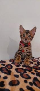 Bengal katze , Baby Katzen