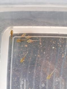 Axolotl babys (zum reservieren)