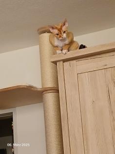 Devon Rex Kater Amour (10 Monate, kastriert) - verspielt und sehr liebevoll