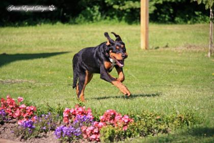 Tierfotografie Ghost Eyed Dogs