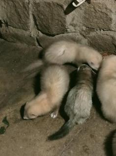 Drei Frettchen Rüden suchen neues zu Hause