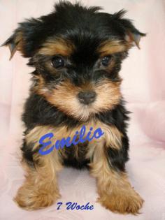 Yorkshire Terrier Welpen zu verkaufen 