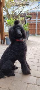 Labradoodle Wurfankündigung Februar 2024
