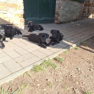 Patterdale Terrier Welpen 8 Wochen alt