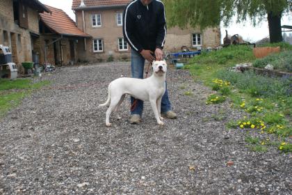 Kupierte Dogo Argentino Hündin 7 Mon.