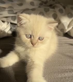 Bkh kitten  Kristall blauen Augen