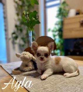 Wunderschöne Chihuahuas zuverkaufen 