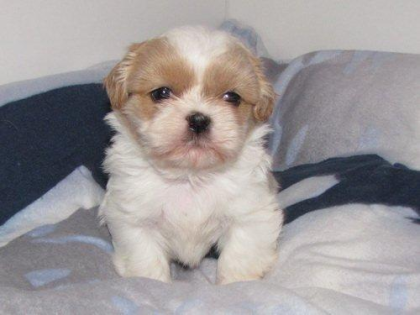 Kleine süße Shih Tzu Babys