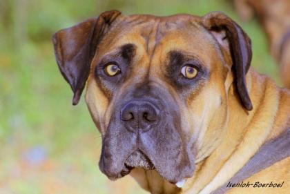 South African Boerboel Welpen