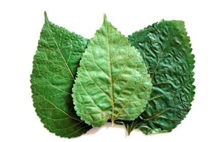 10 Maulbeerblätter ( Mulberry Leaves ) für Garnelen, Krebse und Posthornschnecke