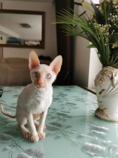 Wunderschönen Cornish Rex Lockenkatzen