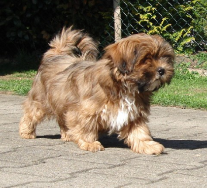 Lhasa Apso Liebhaberzucht *VDH* zeitw. Welpen zur Adoption