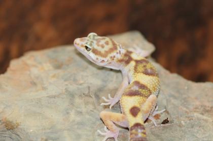 Leopardgecko Super Giant 0.1