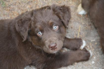 BORADOR Welpen | Border Collie und Labrador Retriever Mix