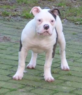 American Bulldog Welpe Weibchen