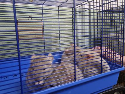 4 chinchilla Babys kleine graue bis hellgrau