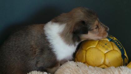Amerikanische Colliewelpen