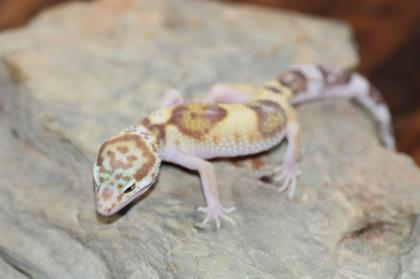 Leopardgecko Super Giant 0.1