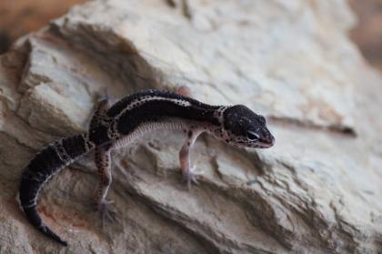 Leopardgecko Weibchen Black Night mack snow