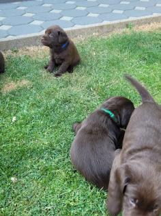 Labrador Welpen reinrassig braun