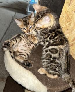Bengal Jung Katzen (5 Monate alt)