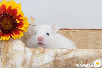 Zauberhafte, zahme Goldhamster und Teddyhamster