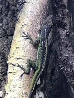 Anolis roquet summus