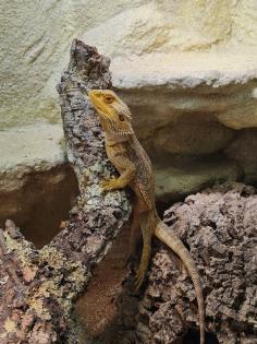 Bartagame (m) mit großem Terrarium, Quarantäneterrarium inkl. Beleuchtung und vi