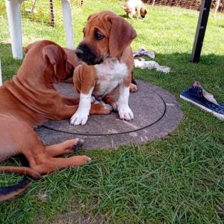 Rhodesian ridgeback doggen mix