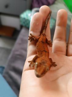 Gecko Hybrid (Chahoua x Crested)