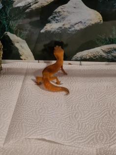Leopardgeckos nebst Zubehör 
