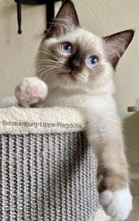 Ragdoll Kitten mit Stammbaum ! -Abgabebereit -