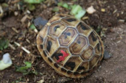 Griechische Landschildkröten, Thb. un Thh. (kleinbleibende Unterart aus dem west
