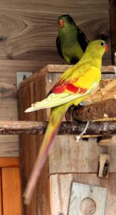 Bergsittiche Paar..................