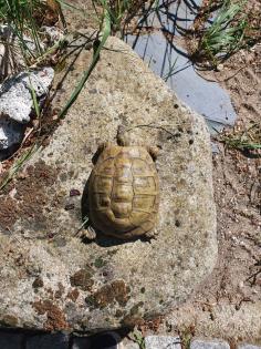 Griechische Landschildkröte Thb Weibchen adult 15 Jahre alt, eierlegend