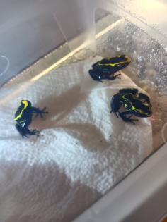 Dendrobates tinctorius nominat 0.3