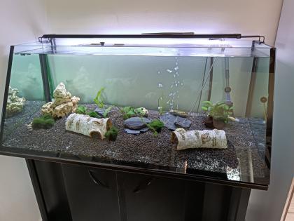 Aquarium komplett Set mit 2 Axolotl