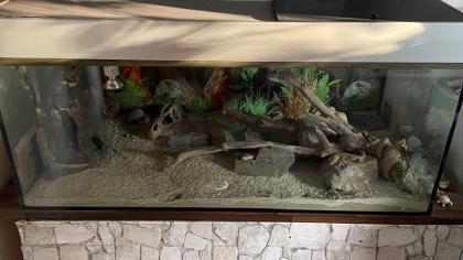 Terrarium mit 4 Leopardgeckos