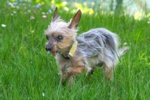 YORKI GIZMO - männlich  15 Jahre  20 cm  1 kg  Mini Yorkshire-Terrier  Gechipt  