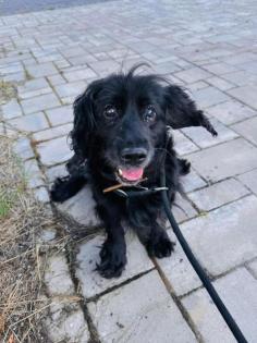 Rodney -Cocker-Spaniel-Mischling - lieb, ruhig