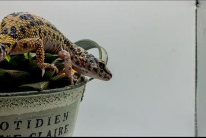 Leopardgecko 1.13.16