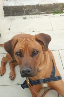 Wurfplanung  rhodesian ridgeback
