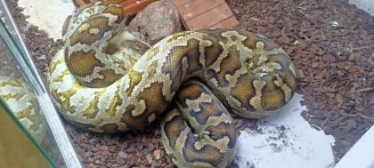 Heller Tigerpython (python molurus molurus (pimbura)